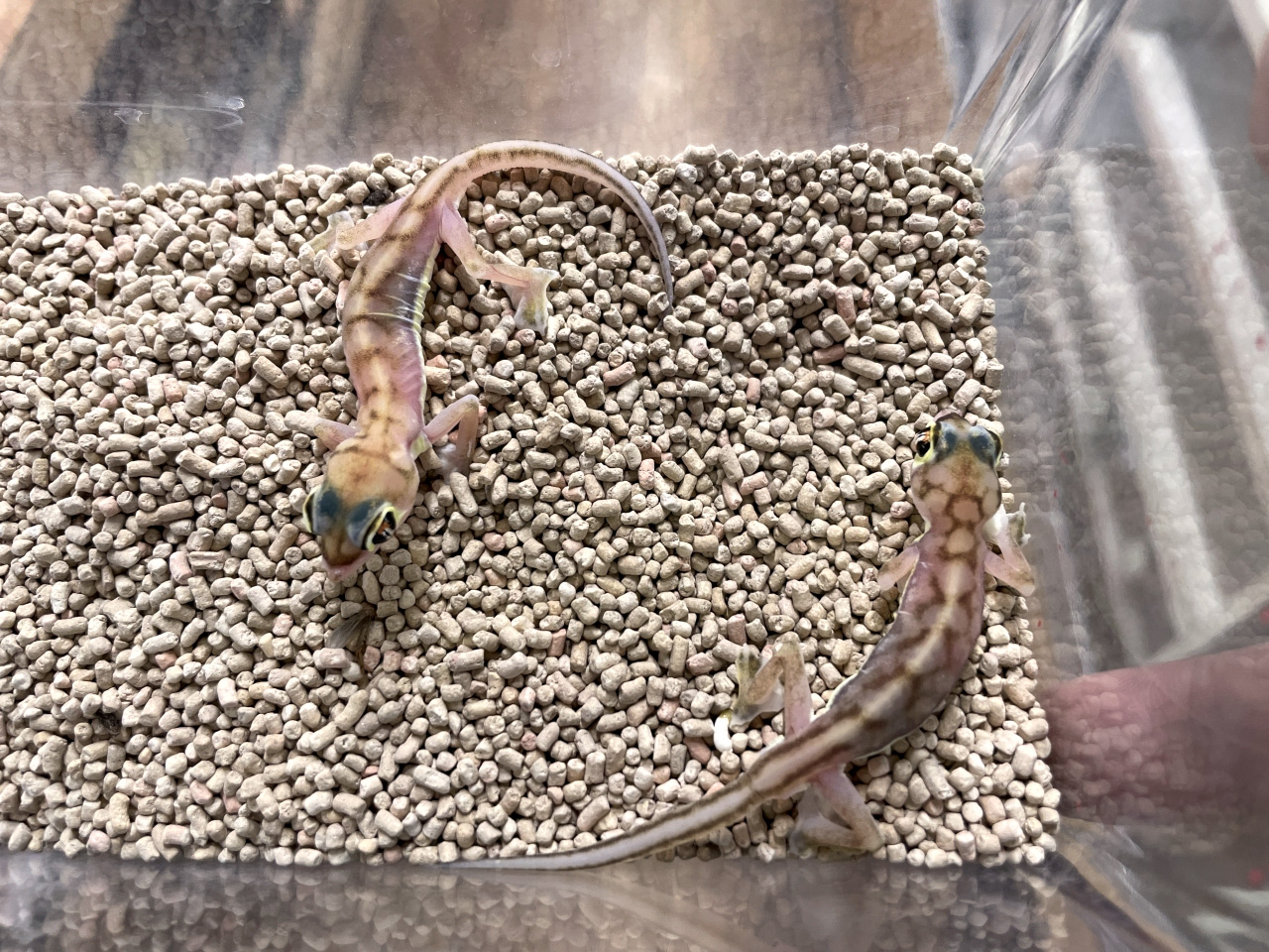 ミズカキヤモリ(2)