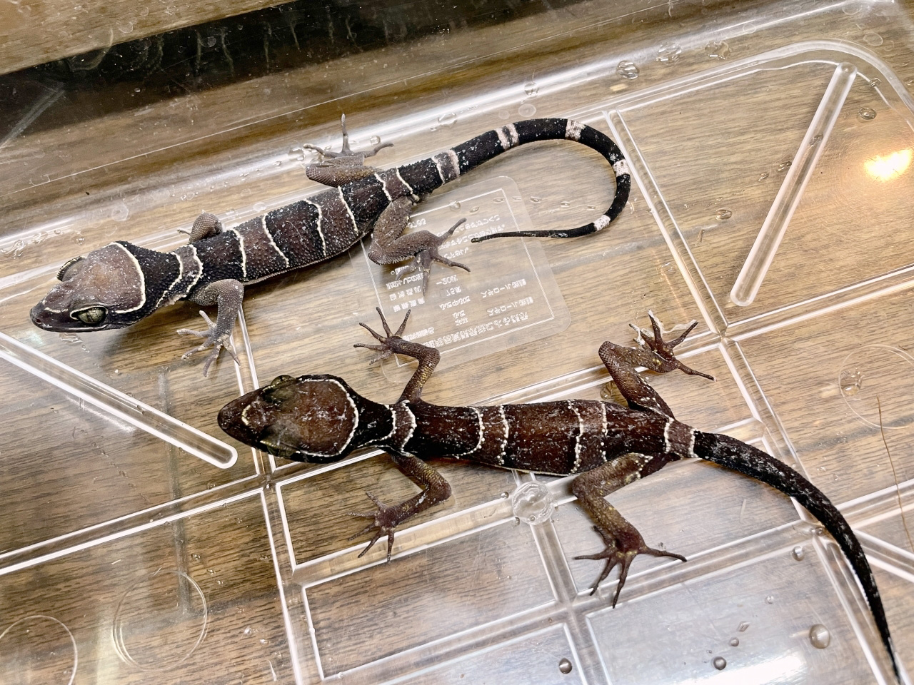 マレーホソユビヤモリ(10)