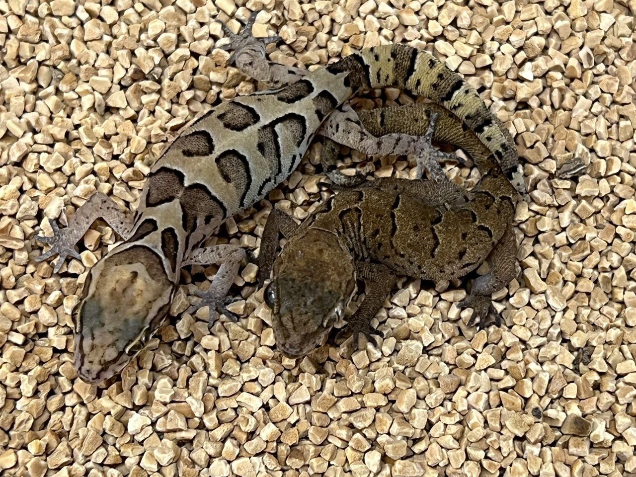 ゴールコンダアクマヤモリ(4)