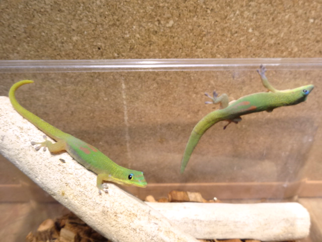 ヒロオヒルヤモリ(7)