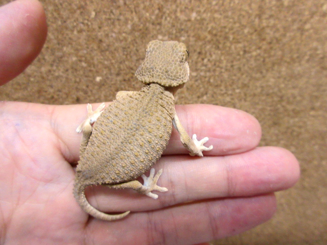 ヘルメットゲッコー(11)