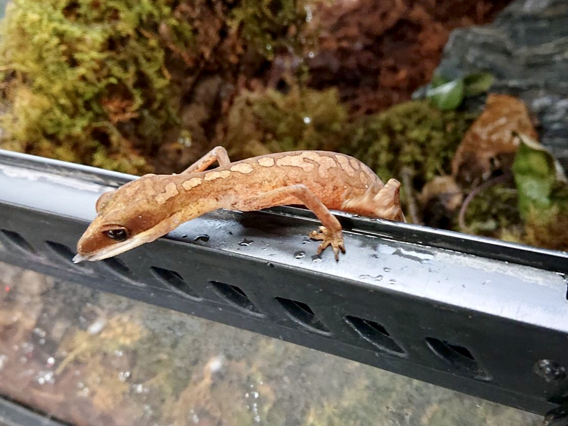 マレーシアキャットゲッコー(9)