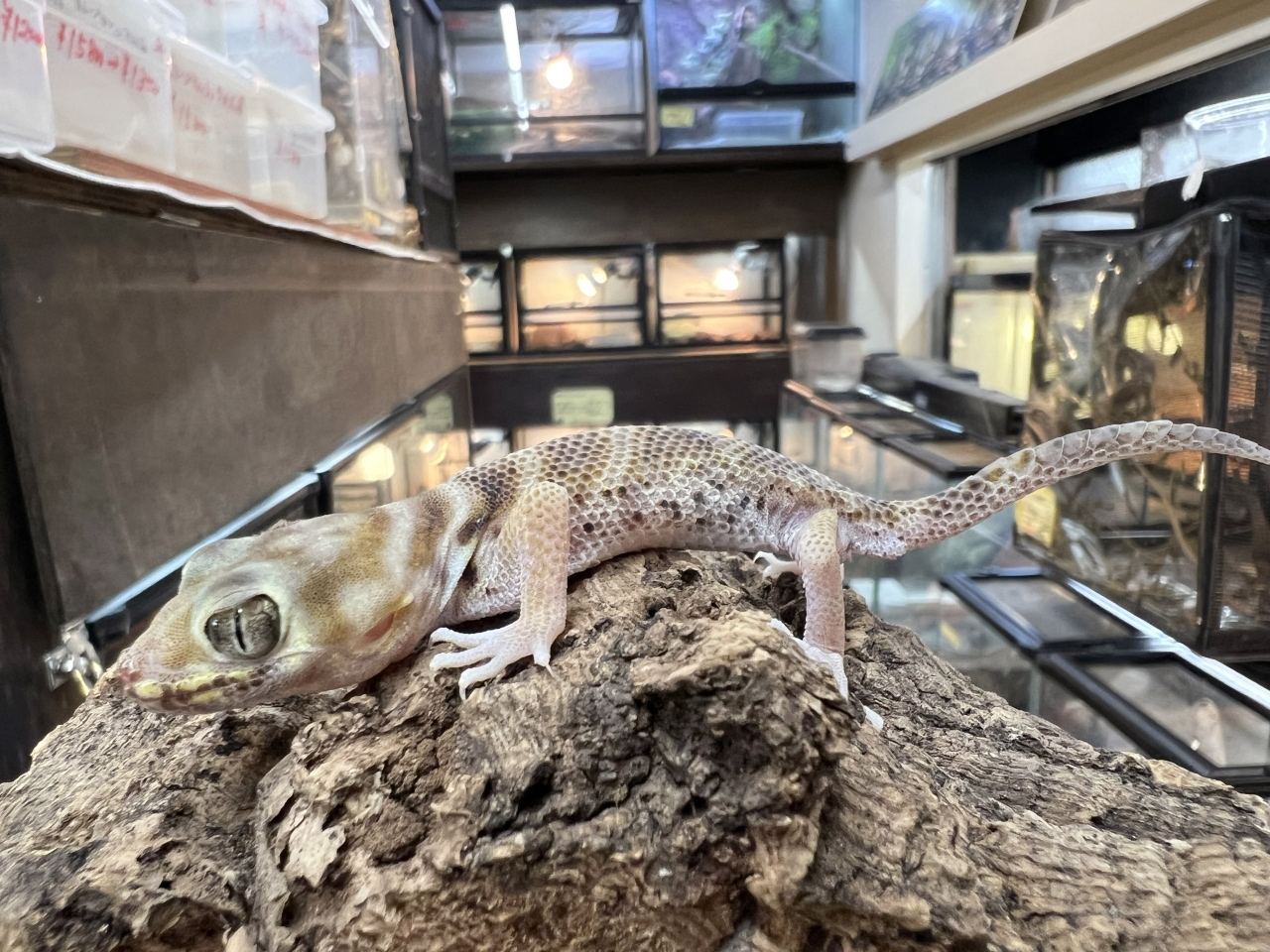 プシバルスキースキンクヤモリ(3)