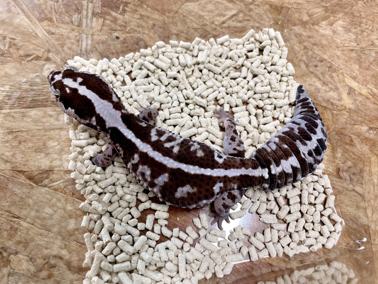 ニシアフリカトカゲモドキ(8)