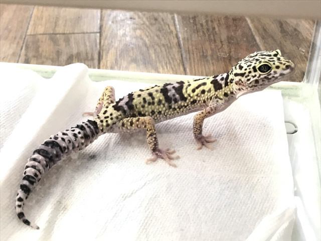 オバケトカゲモドキ