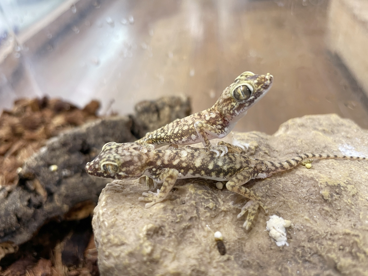 ペトリボウユビヤモリ(1)