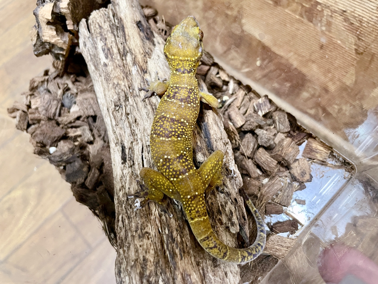 ヒロオビナキヤモリ(2)