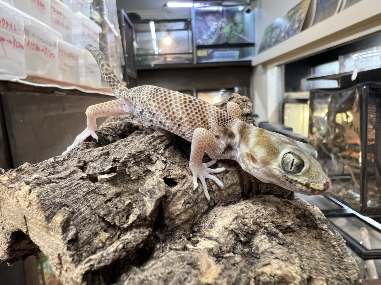 プシバルスキースキンクヤモリ(1)