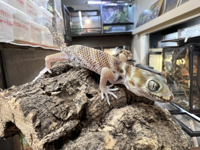 プシバルスキースキンクヤモリ