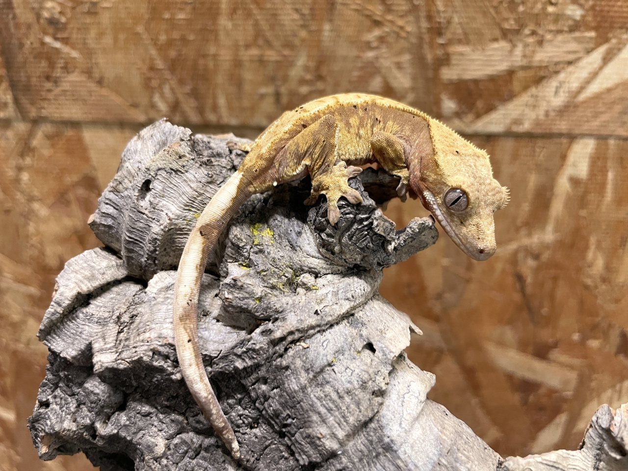 クレステッドゲッコー(7)