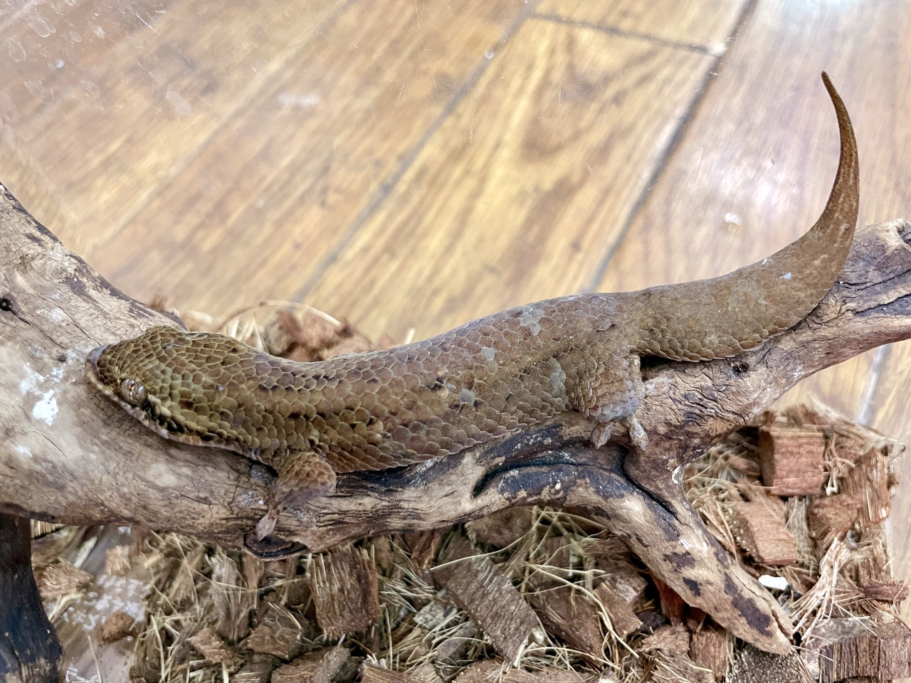 オオバクチヤモリ(2)