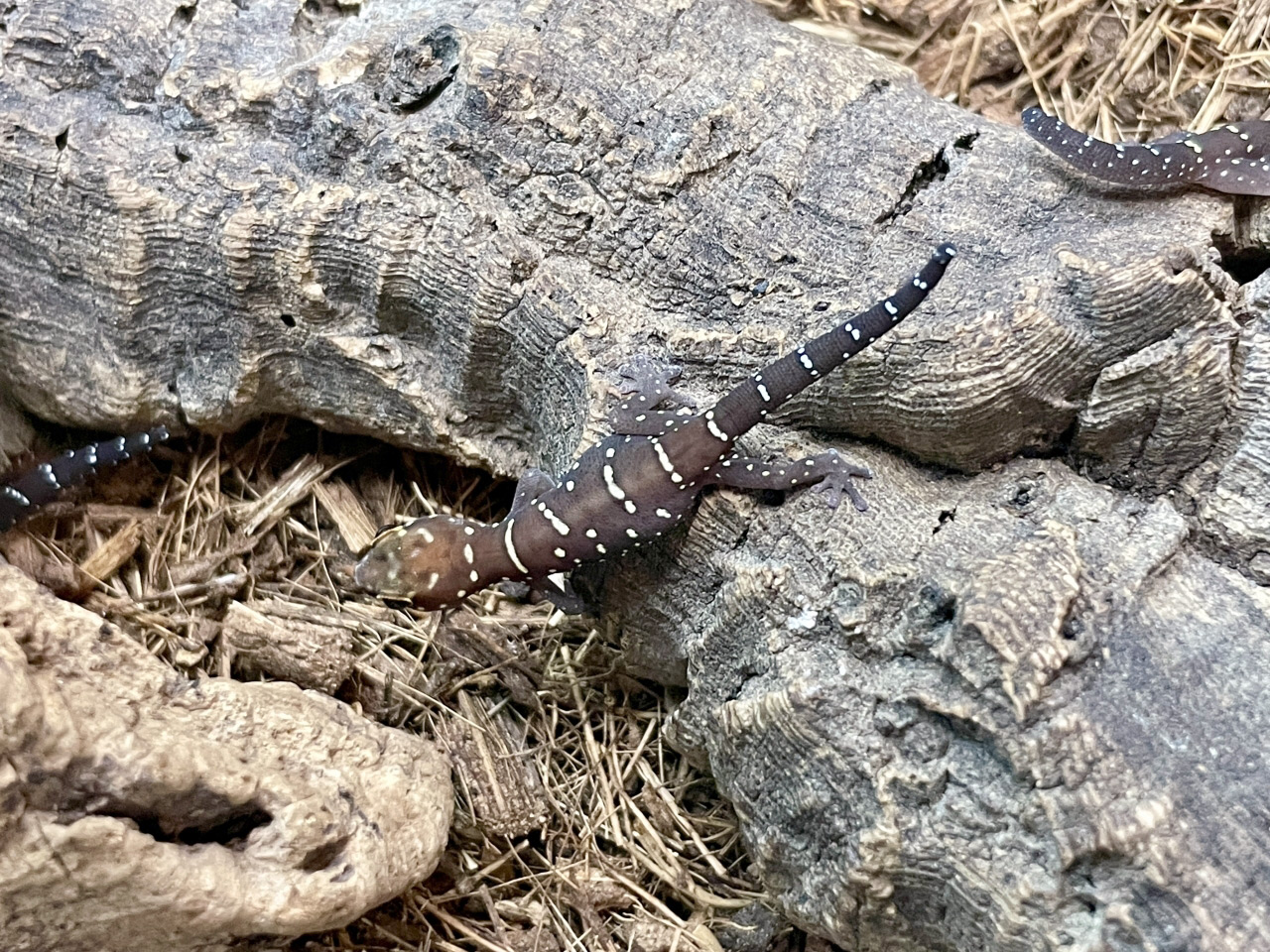 タイガーゲッコー(3)