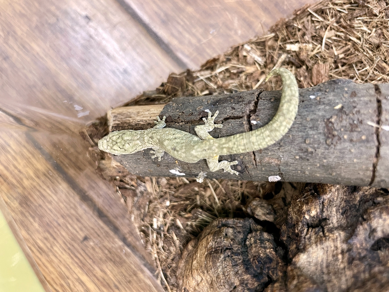 ヴェイヤールクチサケヤモリ(5)