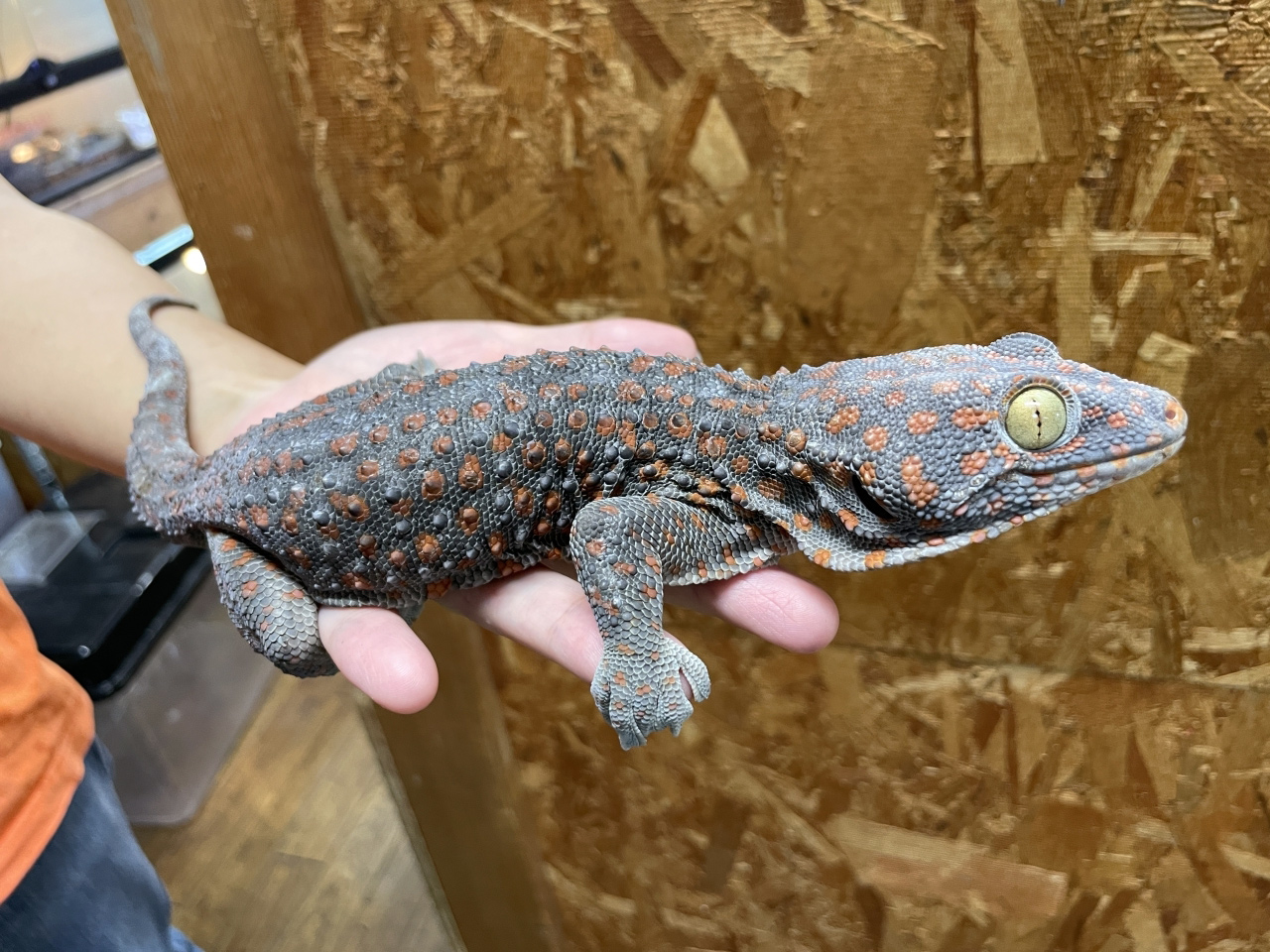 トッケイヤモリ(10)