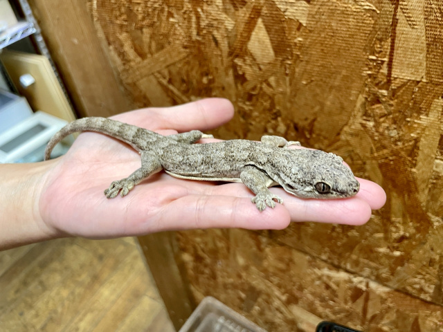 サカラバネコツメヤモリ