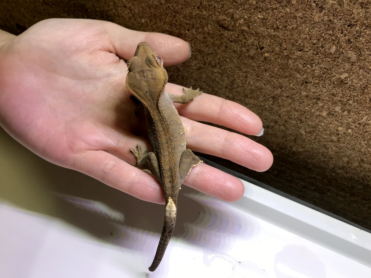 クレステッドゲッコー(5)