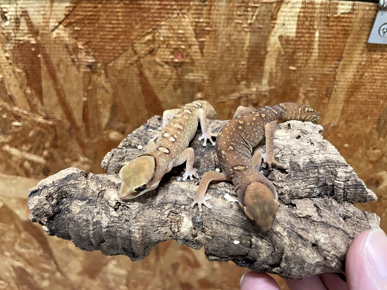 ガレアータスイシヤモリ(5)