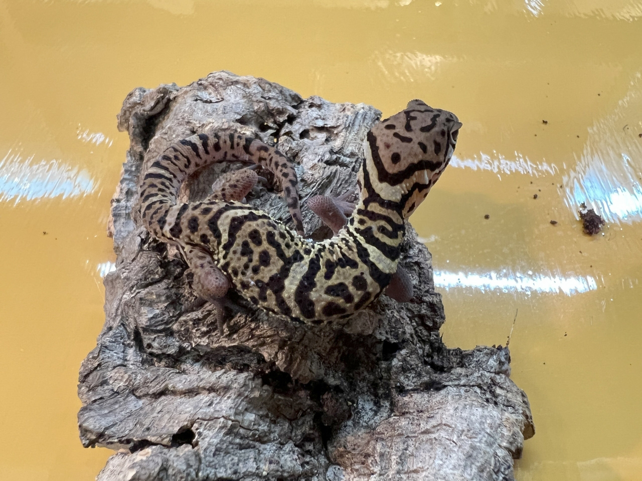 ボウシトカゲモドキ(7)