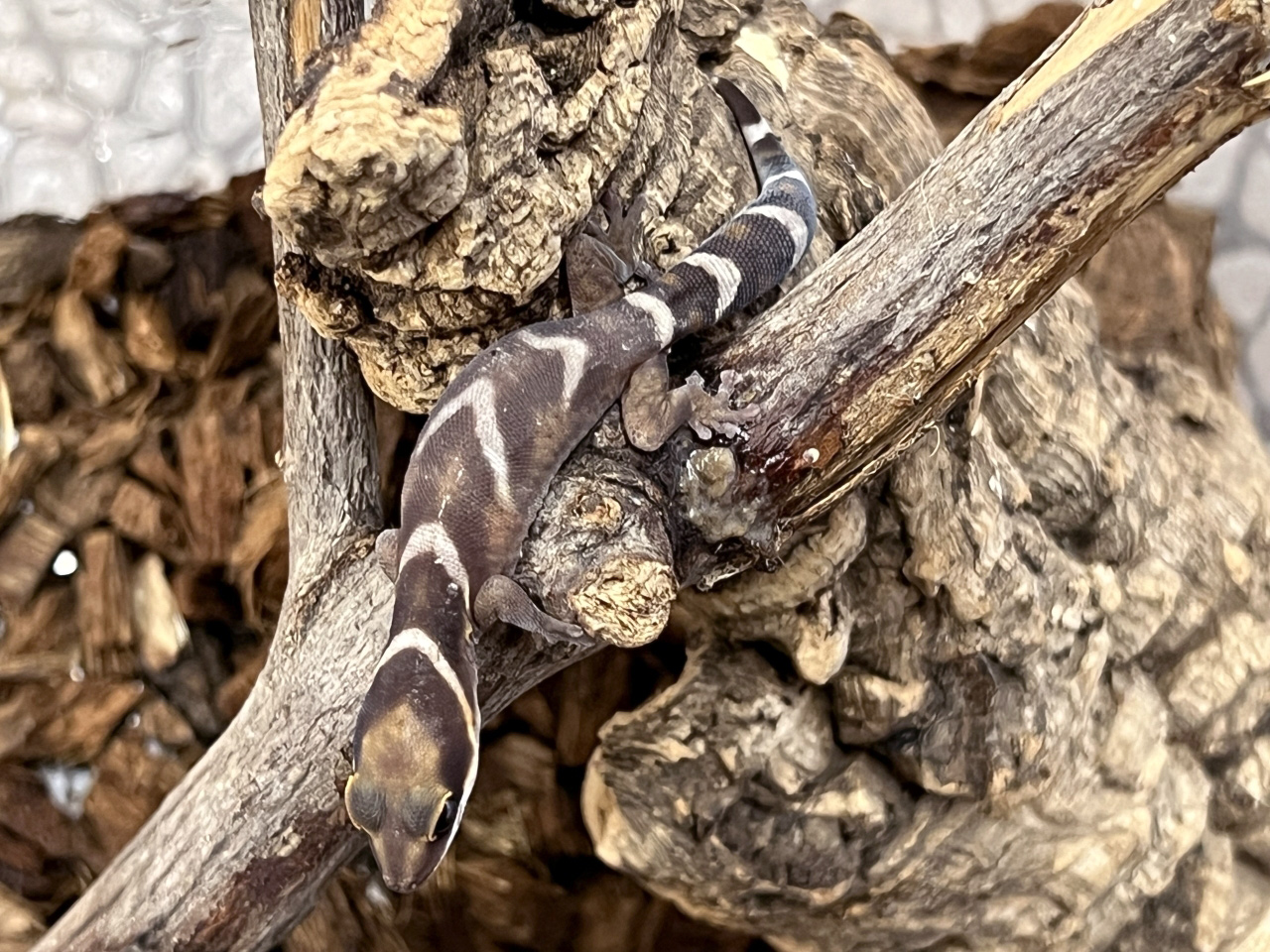 ハスオビビロードヤモリ(2)