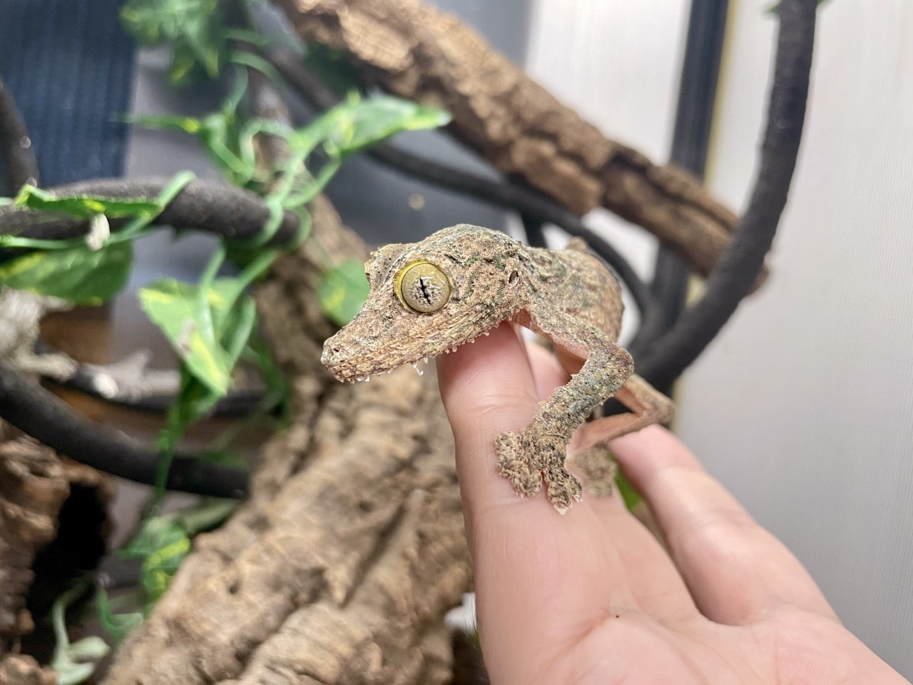 ヤマビタイヘラオヤモリ(6)