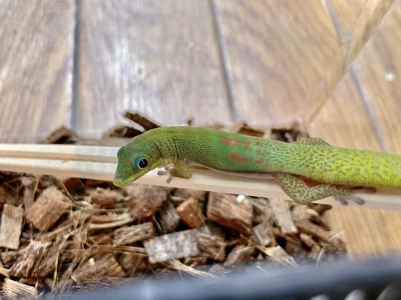 ヒロオヒルヤモリ(2)