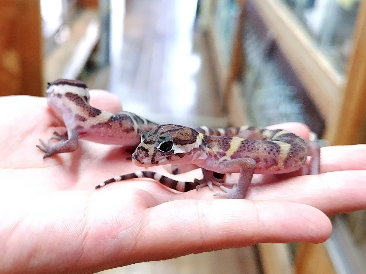 ボウシトカゲモドキ(12)