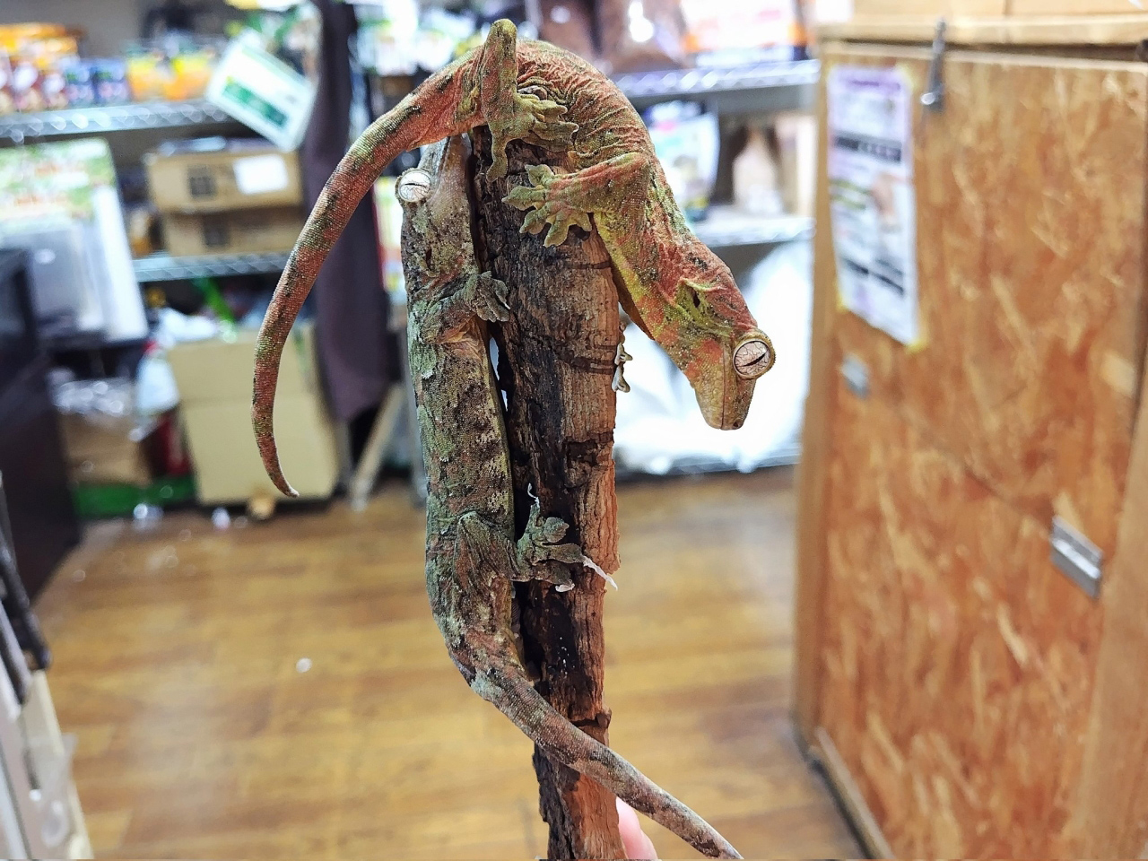 チャホアミカドヤモリ(2)