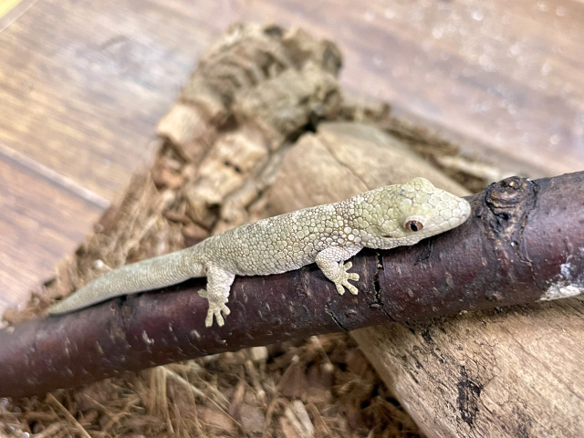 ヴェイヤールクチサケヤモリ