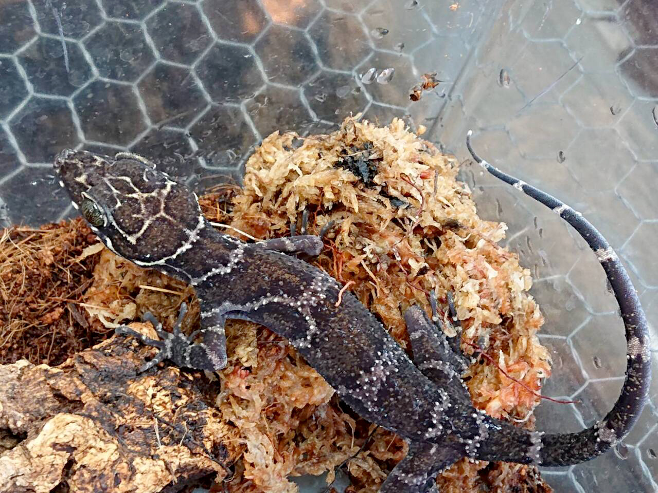 イトコホソユビヤモリ(6)