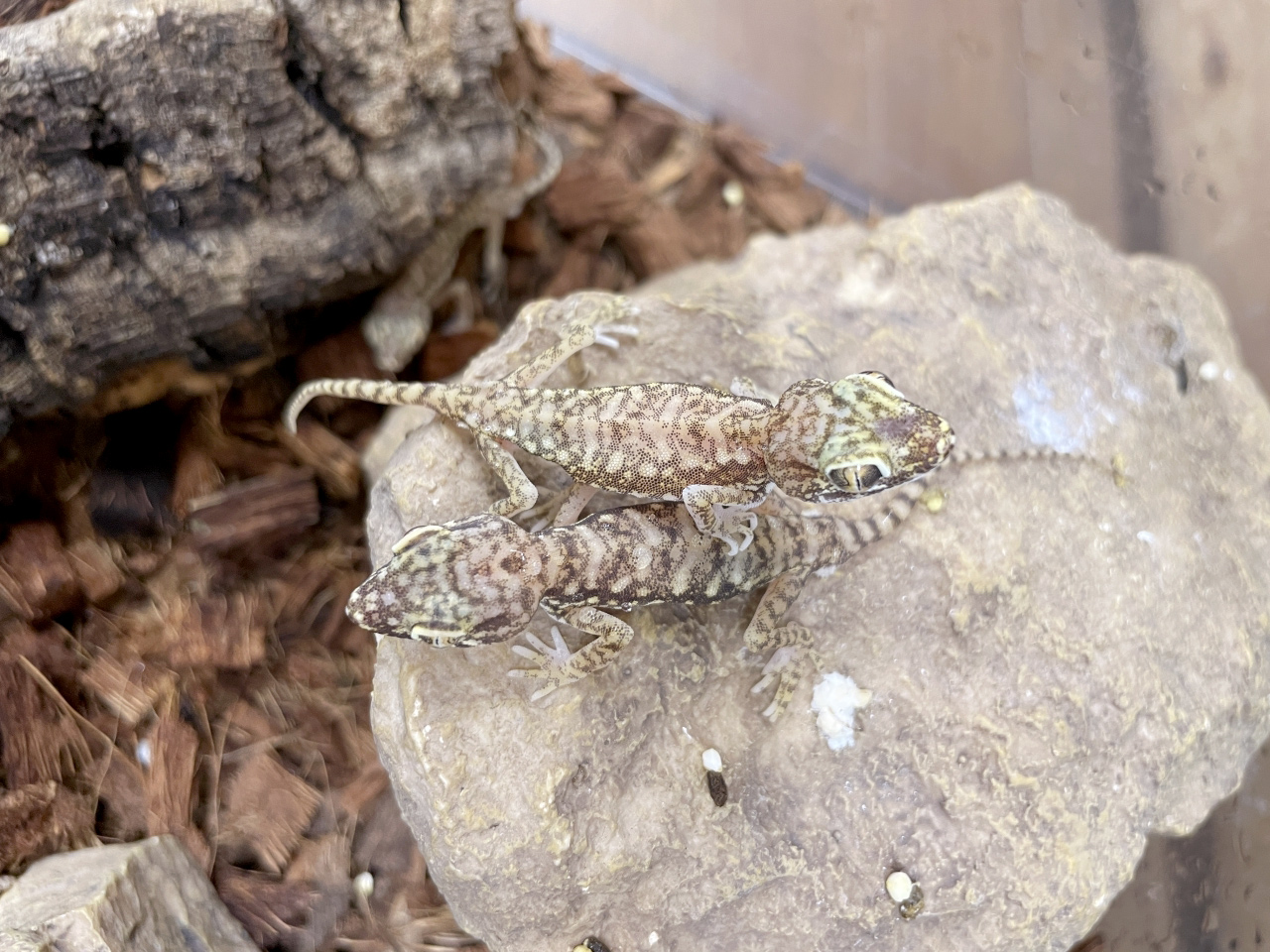 ペトリボウユビヤモリ(2)