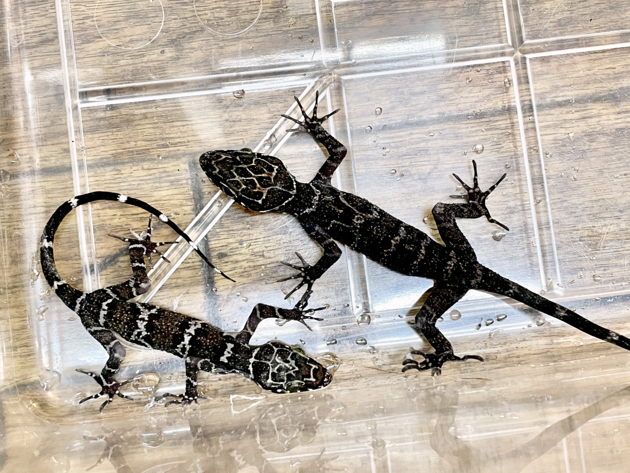 イトコホソユビヤモリ(10)