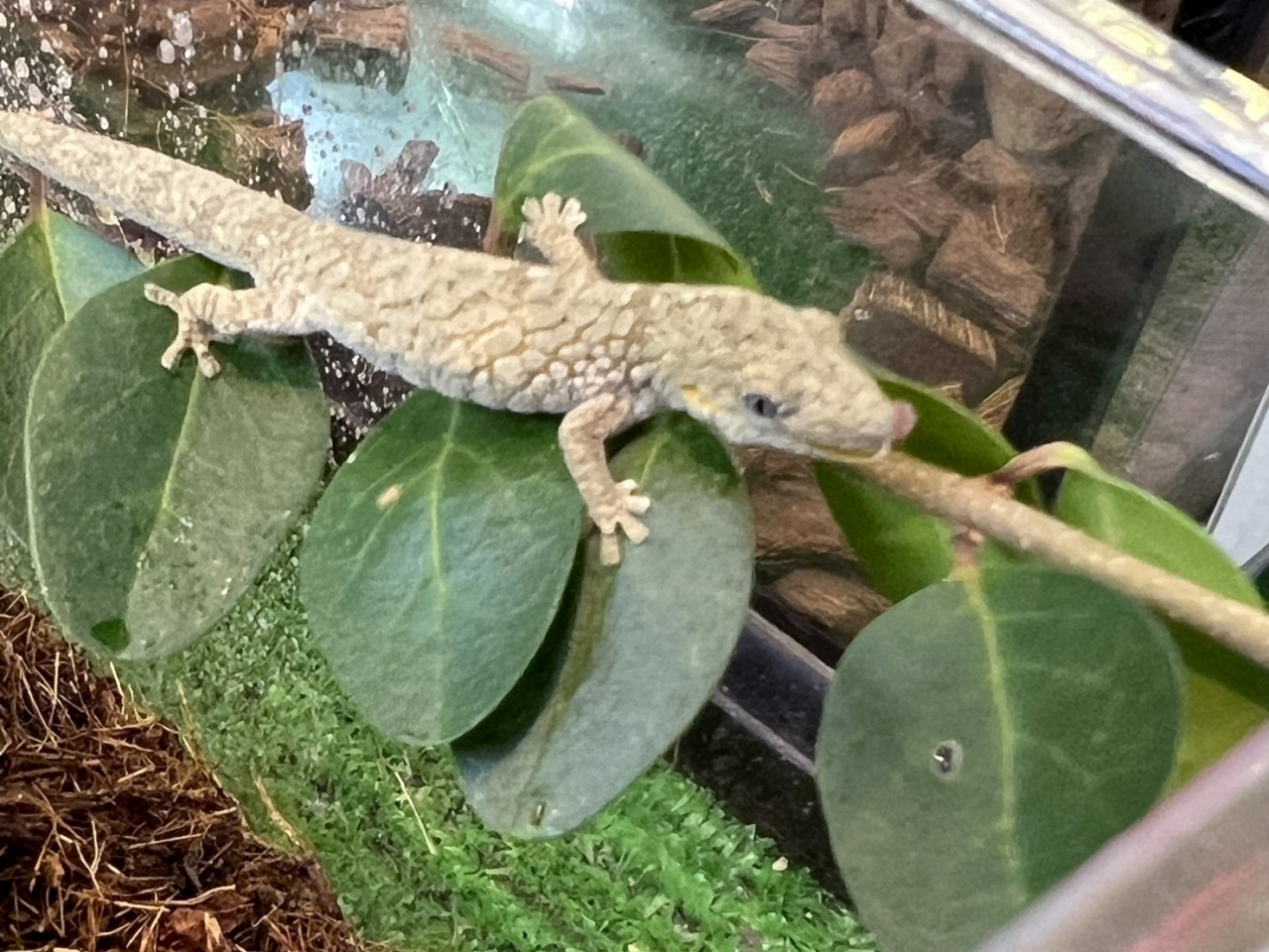 オキシデンタリスクチサケヤモリ(2)