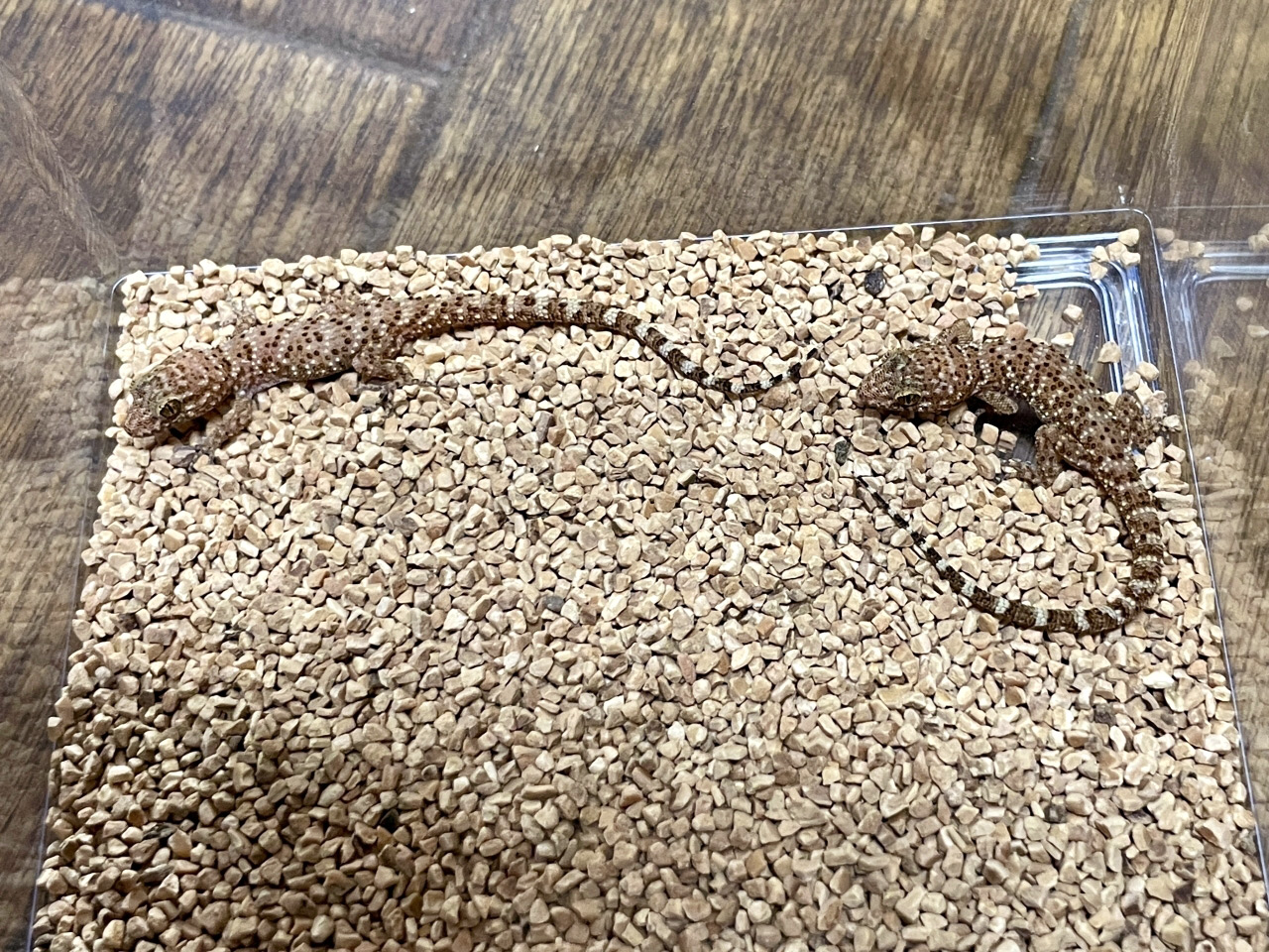 バイノトリノツメヤモリ(3)