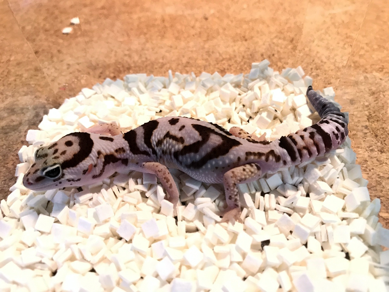 ニシアフリカトカゲモドキ(6)