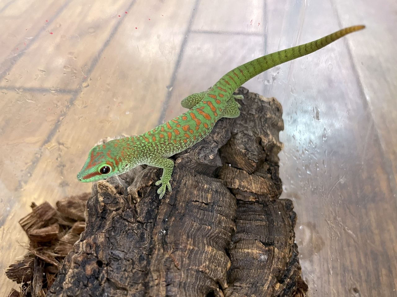 グランディスヒルヤモリ(6)