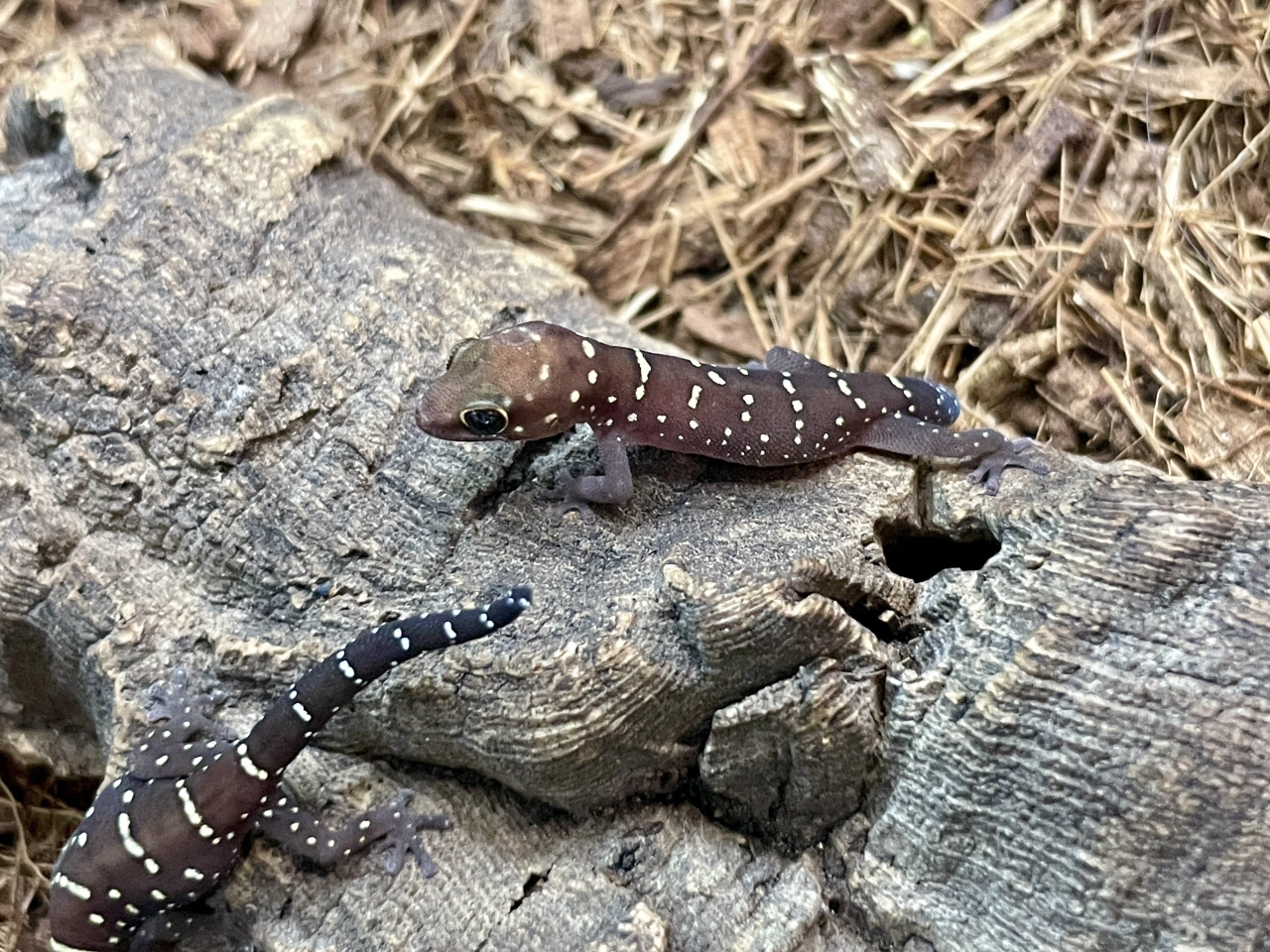 タイガーゲッコー(2)