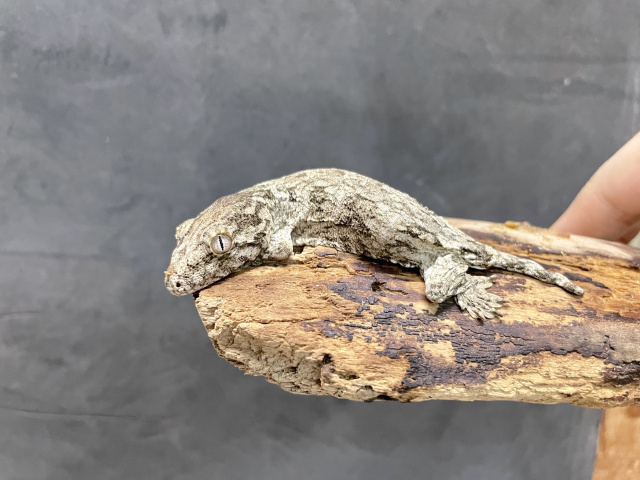 ニューカレドニアジャイアントゲッコー(グランテラ)