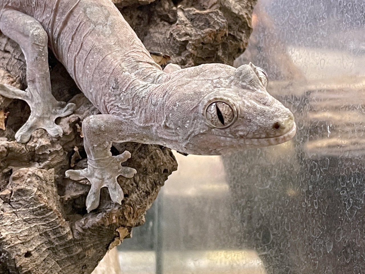 チャホアミカドヤモリ(11)