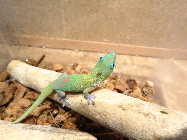 ヒロオヒルヤモリ(5)