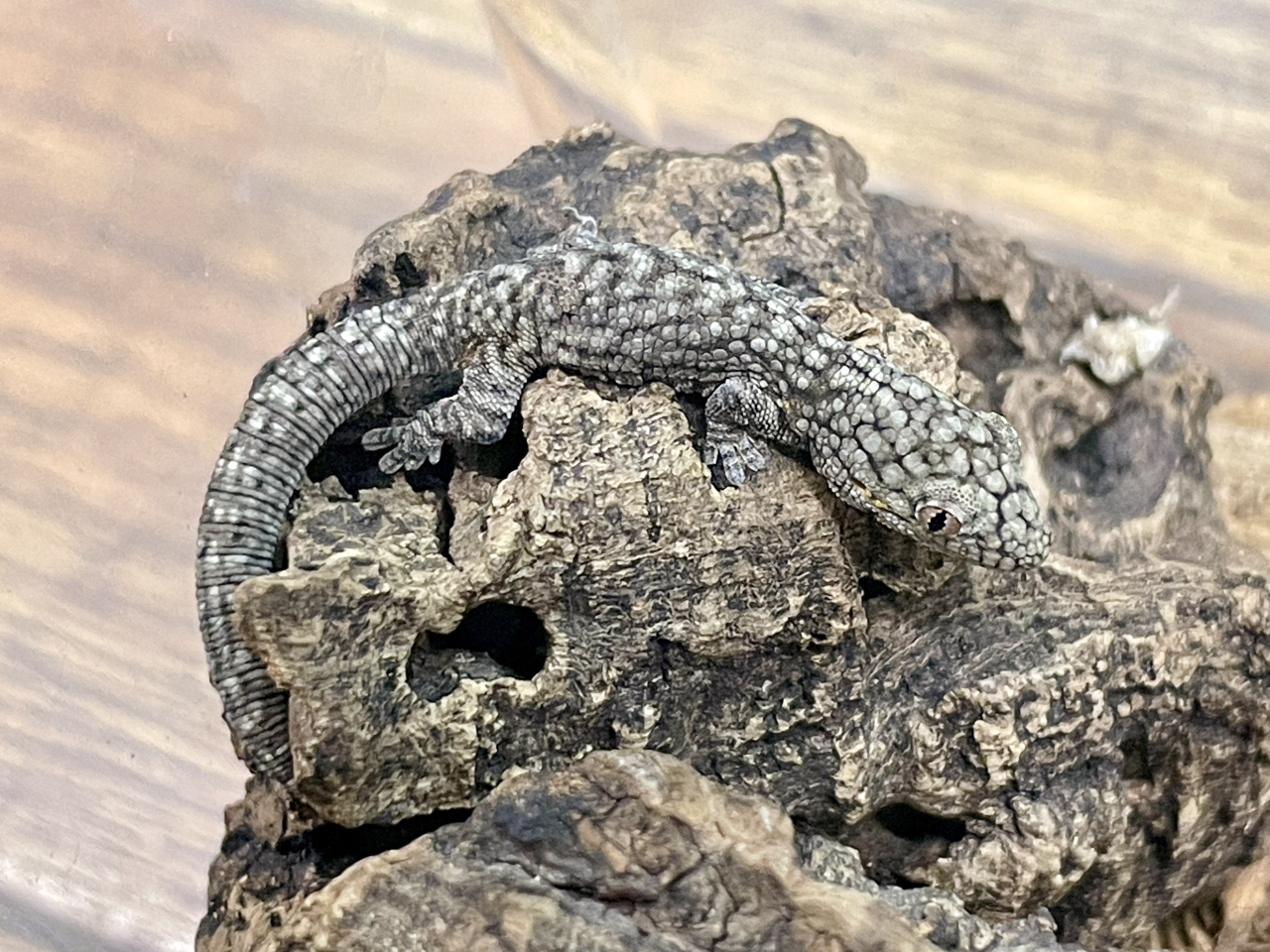 オキシデンタリスクチサケヤモリ(6)