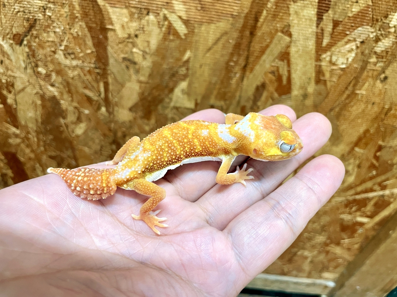 ピルバラナメハダタマオヤモリ(1)