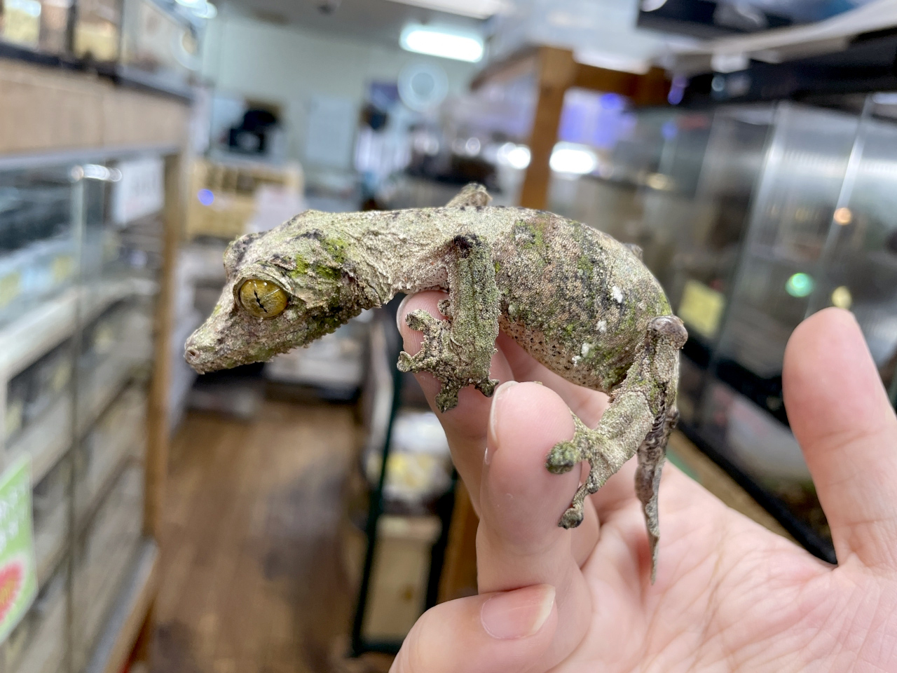 ノシボラハヘラオヤモリ(6)