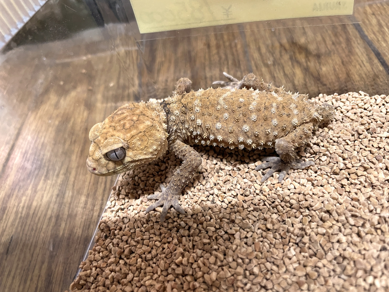 オニタマオヤモリ(5)