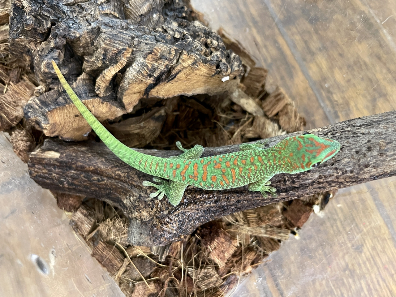 グランディスヒルヤモリ(5)