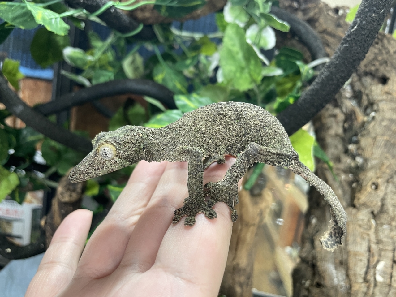 ヤマビタイヘラオヤモリ(2)