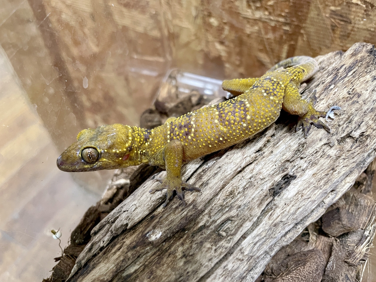 ヒロオビナキヤモリ(1)