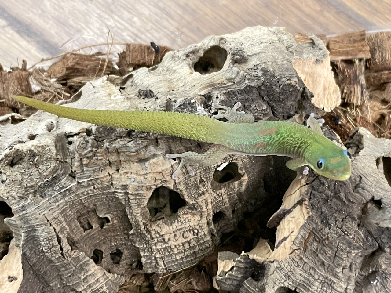 ヒロオヒルヤモリ(4)