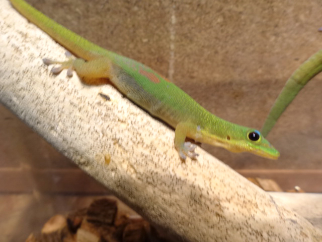 ヒロオヒルヤモリ(6)