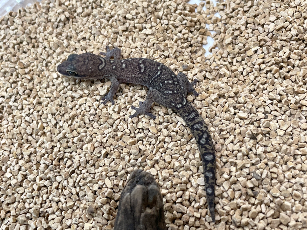 オセラータビロードヤモリ(5)