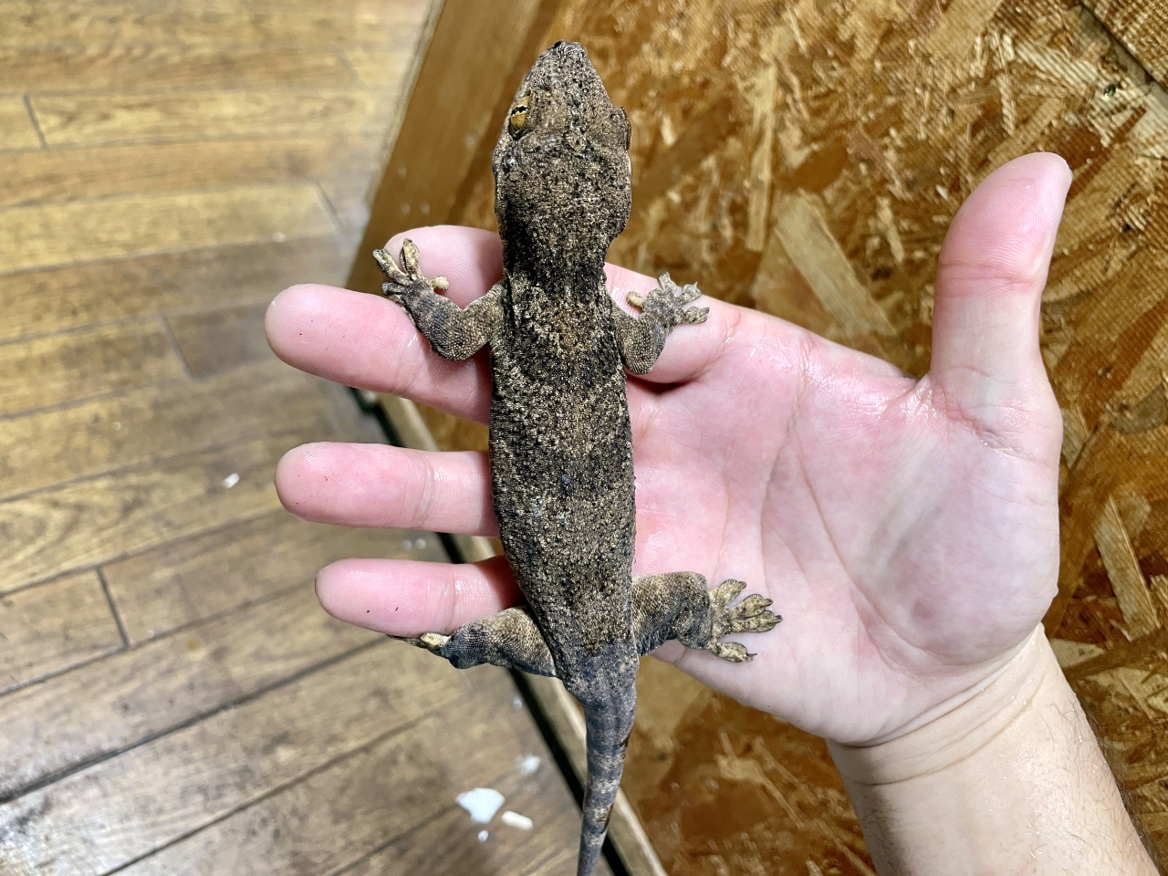 ボイヴィンネコツメヤモリ(3)